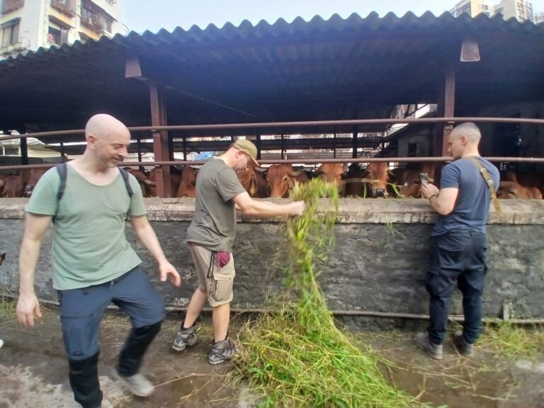 Visiting Cow shelter on market tour - Mumbai Experiences